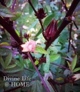flowers from the tea garden